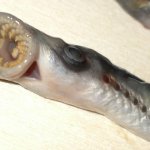 Apparato boccale adulto di lampreda di mare | Foto Ente Parco naturale Regionale di Montemarcello Magra-Vara, Progetto Life PARC
